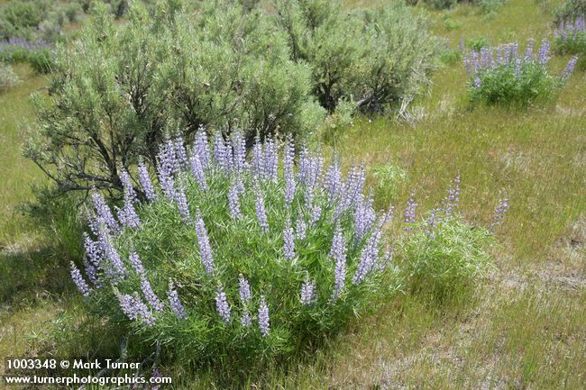 Lupinus caudatus; Artemisia tridentata