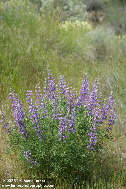 Lupinus caudatus