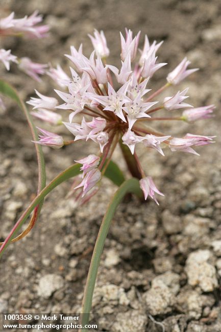 Allium tolmiei