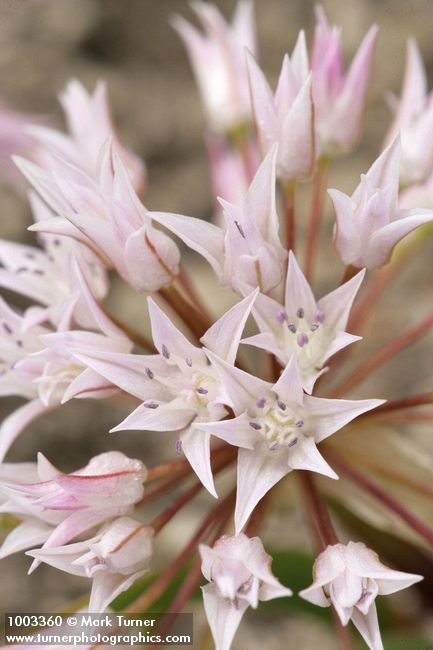 Allium tolmiei