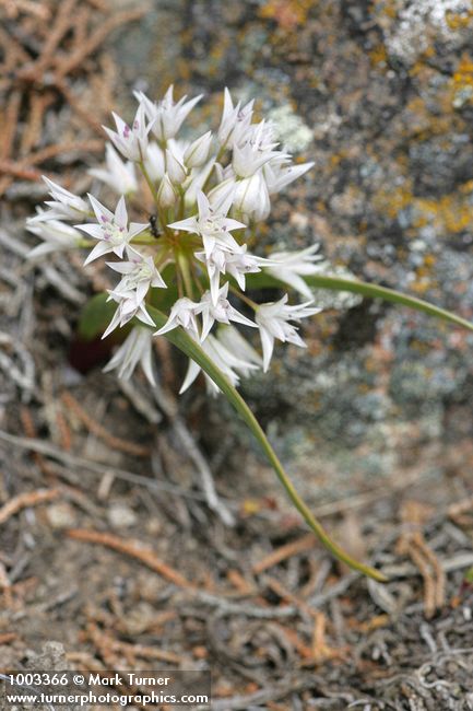 Allium tolmiei