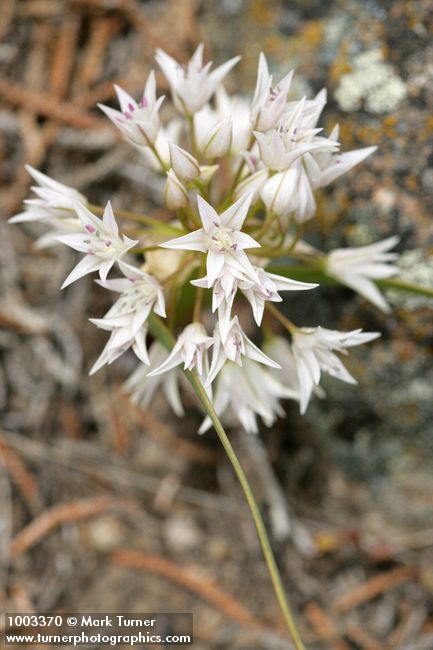 Allium tolmiei