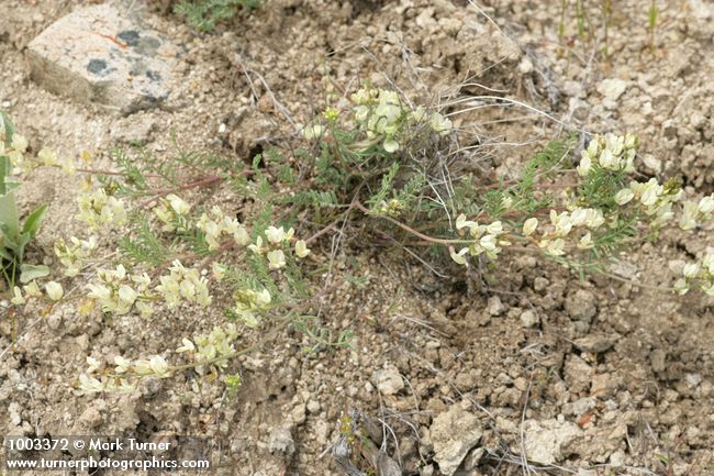 Astragalus misellus