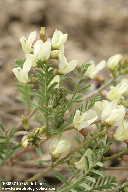 Astragalus misellus