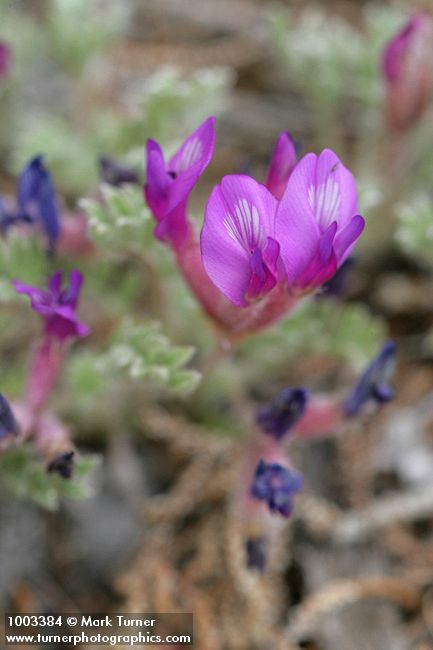 Astragalus purshii