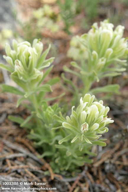 Castilleja xanthotricha