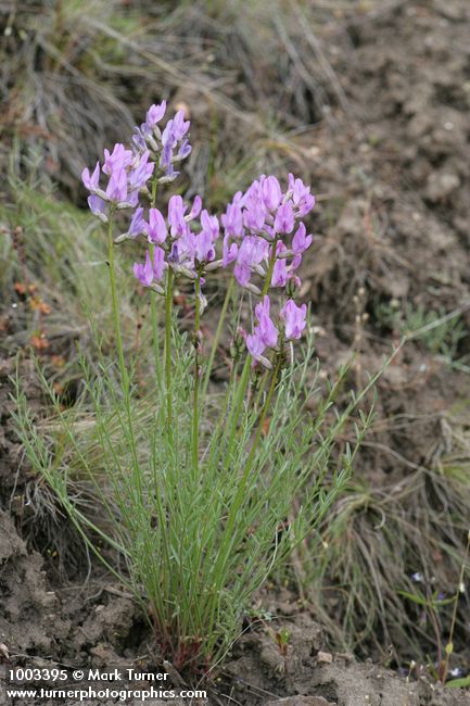 Astragalus reventus