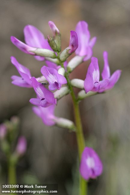 Astragalus reventus