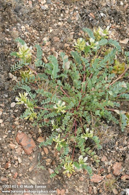 Astragalus sp.