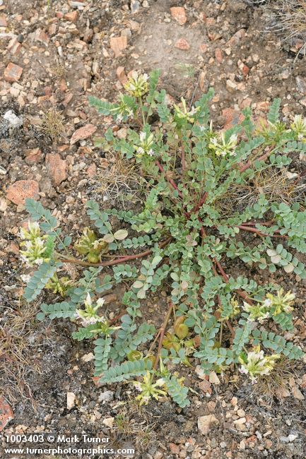 Astragalus sp.