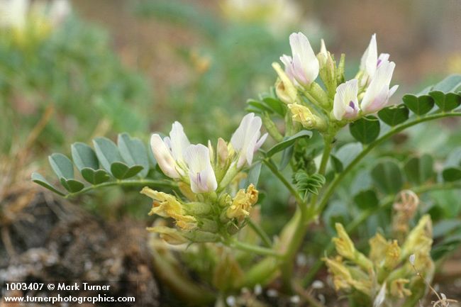 Astragalus sp.