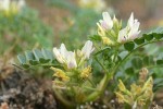 Milkvetch blossoms & foliage ground-level view