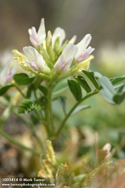 Astragalus sp.