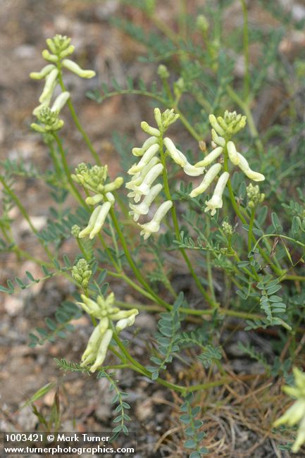 Astragalus sp.