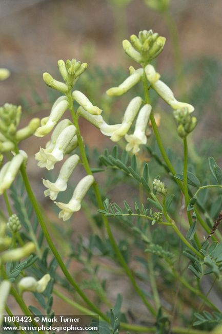 Astragalus sp.