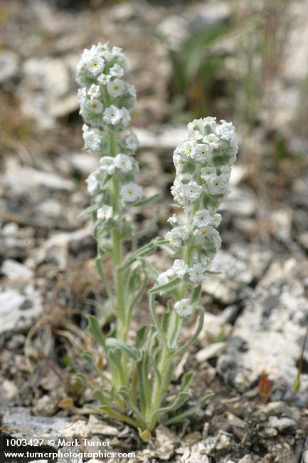Cryptantha celosioides