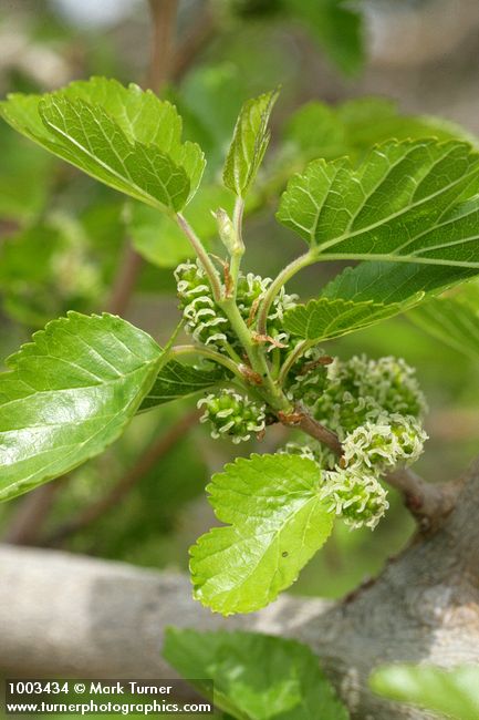 Celtis laevigata var. reticulata