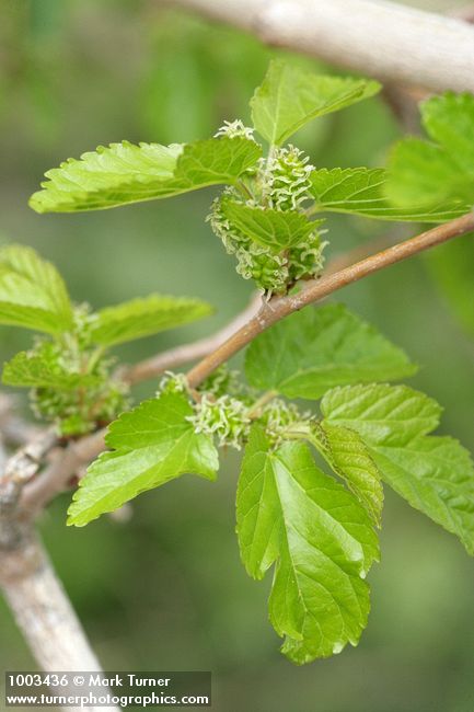 Celtis laevigata var. reticulata