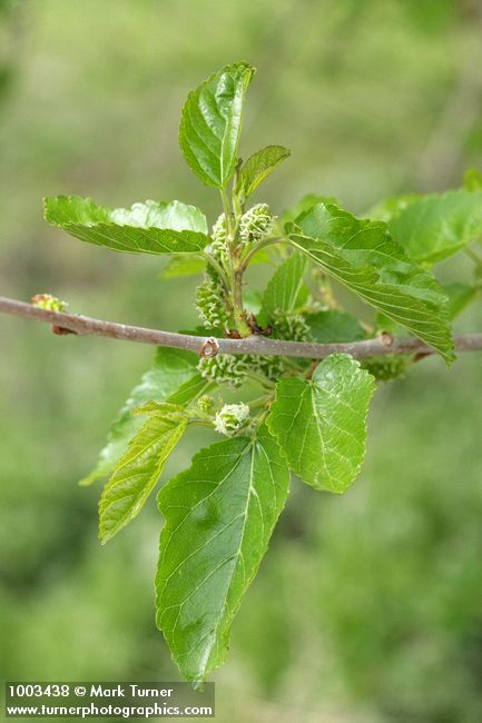 Celtis laevigata var. reticulata