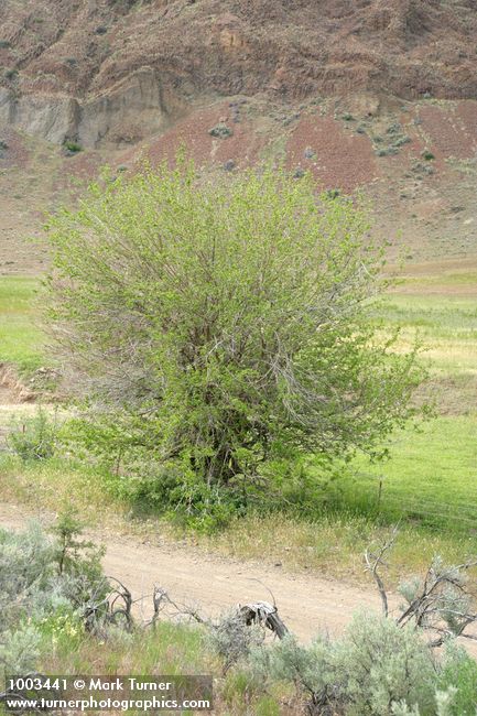 Celtis laevigata var. reticulata