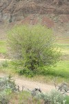 Netleaf Hackberry by gravel road