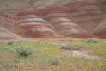 Golden Bee Plant & John Day's Pincushion at base of Painted Hills