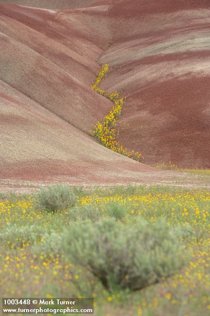 Cleome platycarpa; Chaenactis nevii