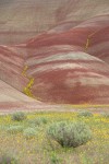 Golden Bee Plant & John Day's Pincushion in folds of Painted Hills
