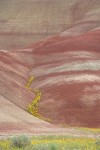 Golden Bee Plant & John Day's Pincushion in folds of Painted Hills