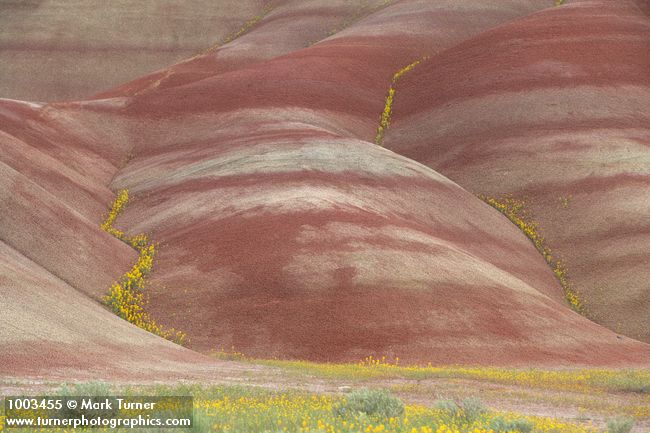 Cleome platycarpa; Chaenactis nevii