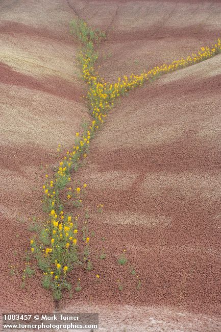 Cleome platycarpa; Chaenactis nevii