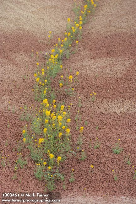 Cleome platycarpa; Chaenactis nevii