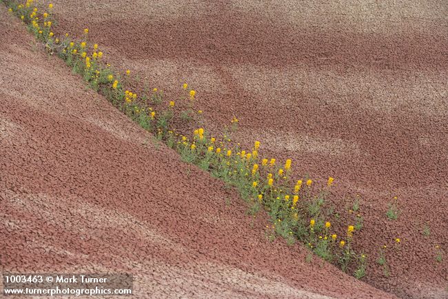 Cleome platycarpa; Chaenactis nevii