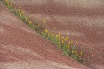 Golden Bee Plant & John Day's Pincushion in fold of Painted Hills