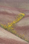 Golden Bee Plant & John Day's Pincushion in folds of Painted Hills