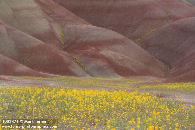 Cleome platycarpa; Chaenactis nevii