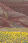 Golden Bee Plant & John Day's Pincushion in folds of Painted Hills