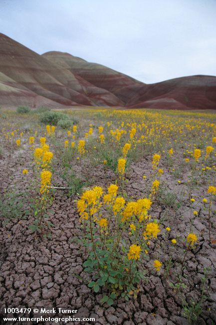 Cleome platycarpa; Chaenactis nevii