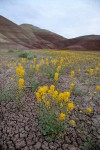 Golden Bee Plant & John Day's Pincushion at base of Painted Hills