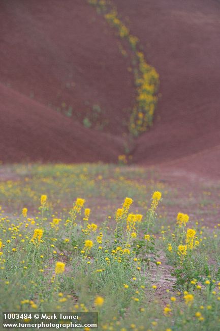 Cleome platycarpa; Chaenactis nevii