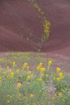 Golden Bee Plant & John Day's Pincushion at base of Painted Hills