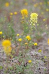 Golden Bee Plant & John Day's Pincushion