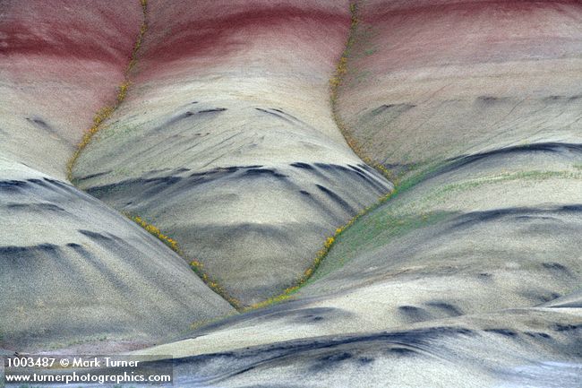 Cleome platycarpa; Chaenactis nevii