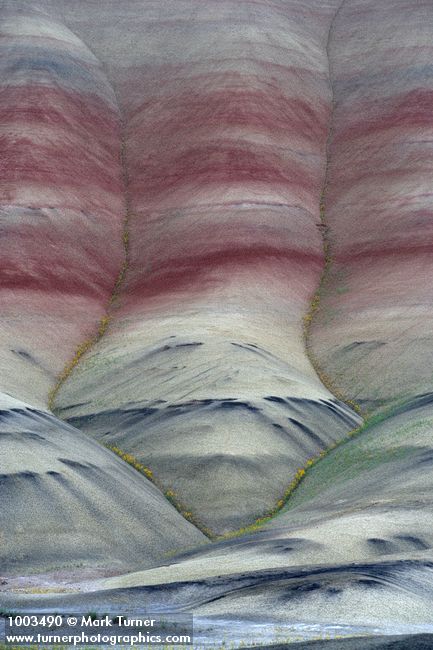 Cleome platycarpa; Chaenactis nevii