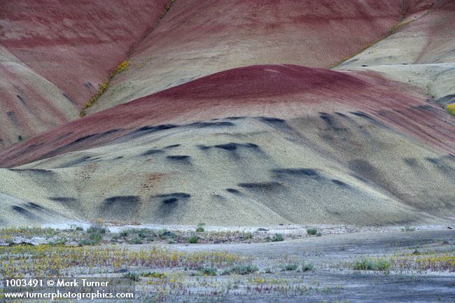Cleome platycarpa; Chaenactis nevii
