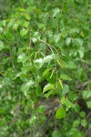 Water Birch foliage