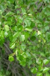 Water Birch foliage
