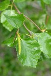 Water Birch foliage & male catkin detail