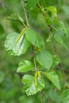 Water Birch foliage & male catkins
