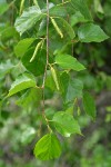 Water Birch foliage & male catkins